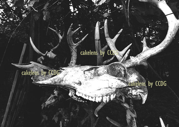 Deer Skulls