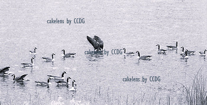 Flock of Geese