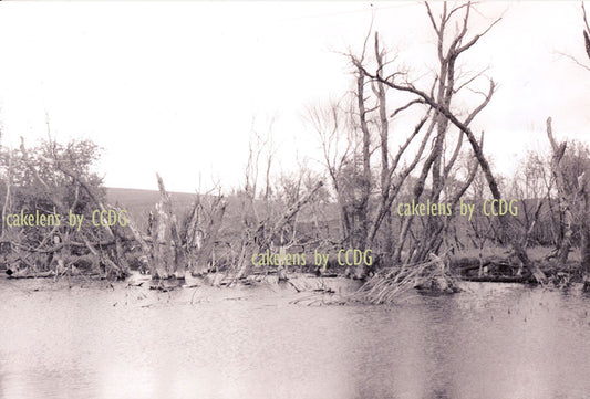 Lake with Dead Trees