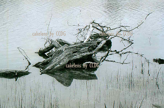 Woodpile in Lake